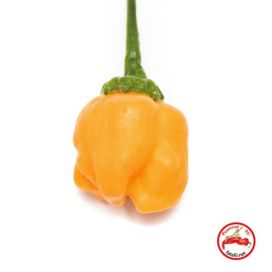 FATALII Paprika, Chili-, Aji Mango